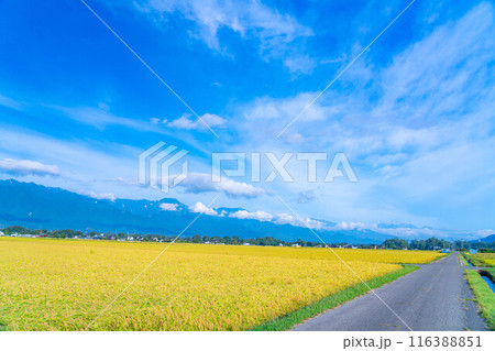 【秋素材】朝露をまとった稲穂【長野県】 116388851