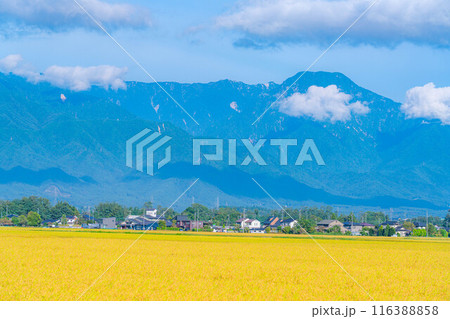 【秋素材】朝露をまとった稲穂【長野県】 【秋素材】朝露をまとった稲穂【長野県】 116388858