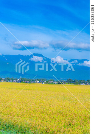 【秋素材】朝露をまとった稲穂【長野県】 【秋素材】朝露をまとった稲穂【長野県】 116388861