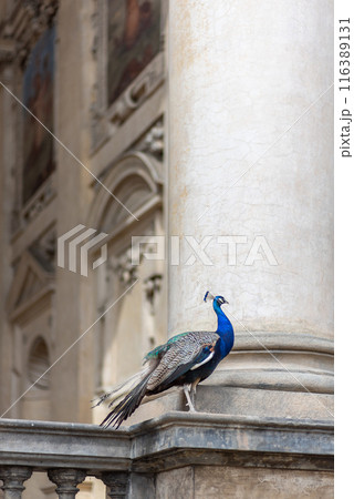 Peacock at Waldstein Garden and Wallenstein Palace that houses the Senate of the Czech Republic in Prague 116389131