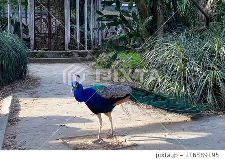 Peacock with blue and green plumage in the park. Colorful peacock in a city park 116389195