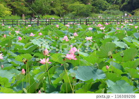 都立水元公園の「ハス池」ハスの花 六月下旬から七月いっぱい 東京都葛飾区 都立水元公園の「ハス池」ハスの花 六月下旬から七月いっぱい 東京都葛飾区 116389206