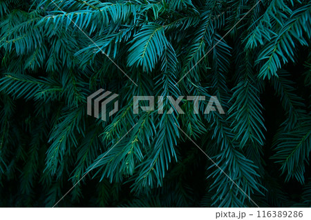 Colorful Leaves Texture, Unusual Floral Background 116389286