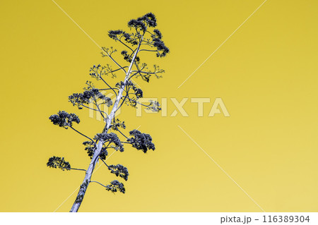 Unusual colorful tropical trees with fallen leaves, background 116389304