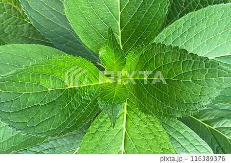 Colorful Leaves Texture, Unusual Floral Background 116389376