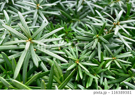 Colorful Leaves Texture, Unusual Floral Background 116389381