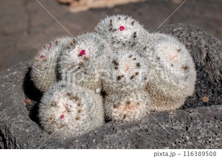 Cactus in the Cactus Garden, Lanzarote, Spain Cactus in the Cactus Garden, Lanzarote, Spain 116389508