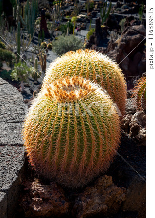 Cactus in the Cactus Garden, Lanzarote, Spain Cactus in the Cactus Garden, Lanzarote, Spain 116389515
