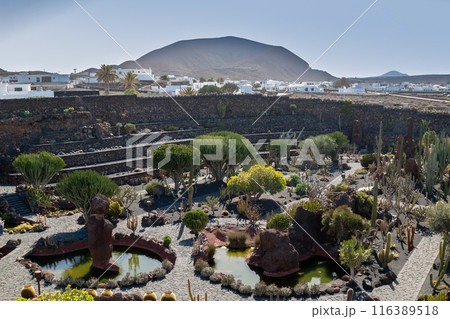 Cactus in the Cactus Garden, Lanzarote, Spain Cactus in the Cactus Garden, Lanzarote, Spain 116389518