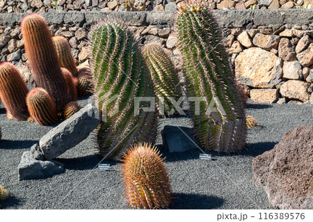 Cactus in the Cactus Garden, Lanzarote, Spain 116389576