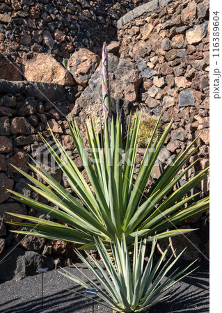 Cactus in the Cactus Garden, Lanzarote, Spain 116389604