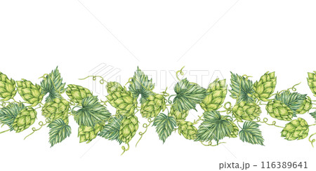 Hops and leaves seamless border in watercolor. Green humulus lupulus repeating pattern banner for Oktoberfest, St Patricks day, beer labels, brewery art. Hop cones clipart for festival, flyers Hops and leaves seamless border in watercolor. Green humulus lupulus repeating pattern banner for Oktoberfest, St Patricks day, beer labels, brewery art. Hop cones clipart for festival, flyers 116389641
