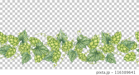 Hops and leaves seamless border in watercolor. Green humulus lupulus repeating pattern banner for Oktoberfest, St Patricks day, beer labels, brewery art. Hop cones clipart for festival, flyers Hops and leaves seamless border in watercolor. Green humulus lupulus repeating pattern banner for Oktoberfest, St Patricks day, beer labels, brewery art. Hop cones clipart for festival, flyers 116389641