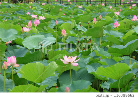 都立水元公園の「ハス池」ハスの花　六月下旬から七月いっぱい　東京都葛飾区 116389662