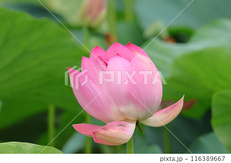 都立水元公園の「ハス池」ハスの花 六月下旬から七月いっぱい 東京都葛飾区 都立水元公園の「ハス池」ハスの花 六月下旬から七月いっぱい 東京都葛飾区 116389667