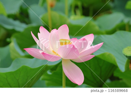 都立水元公園の「ハス池」ハスの花 六月下旬から七月いっぱい 東京都葛飾区 都立水元公園の「ハス池」ハスの花 六月下旬から七月いっぱい 東京都葛飾区 116389668