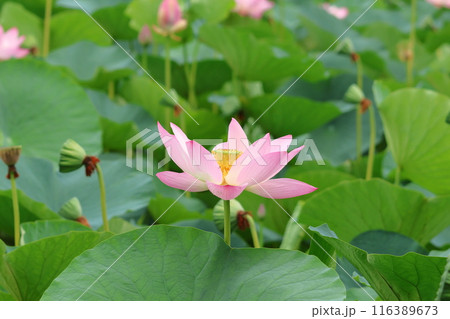 都立水元公園の「ハス池」ハスの花 六月下旬から七月いっぱい 東京都葛飾区 都立水元公園の「ハス池」ハスの花 六月下旬から七月いっぱい 東京都葛飾区 116389673