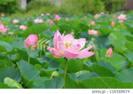 都立水元公園の「ハス池」ハスの花　六月下旬から七月いっぱい　東京都葛飾区 116389674