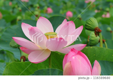 都立水元公園の「ハス池」ハスの花　六月下旬から七月いっぱい　東京都葛飾区 116389680