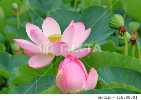 都立水元公園の「ハス池」ハスの花　六月下旬から七月いっぱい　東京都葛飾区 116389681