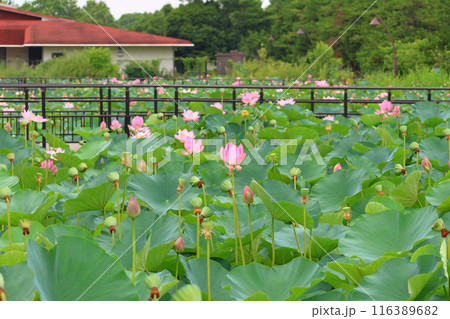 都立水元公園の「ハス池」ハスの花　六月下旬から七月いっぱい　東京都葛飾区 116389682