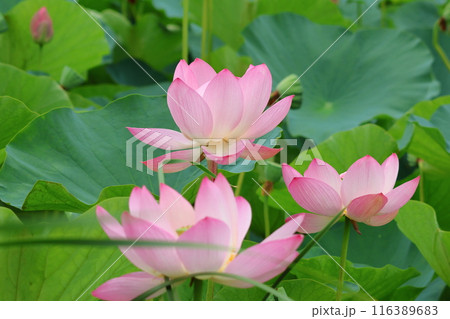 都立水元公園の「ハス池」ハスの花　六月下旬から七月いっぱい　東京都葛飾区 116389683