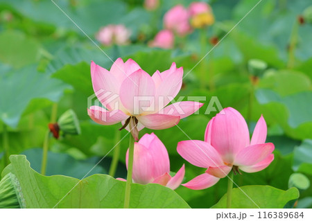 都立水元公園の「ハス池」ハスの花 六月下旬から七月いっぱい 東京都葛飾区 都立水元公園の「ハス池」ハスの花 六月下旬から七月いっぱい 東京都葛飾区 116389684