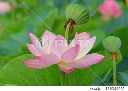 都立水元公園の「ハス池」ハスの花 六月下旬から七月いっぱい 東京都葛飾区 都立水元公園の「ハス池」ハスの花 六月下旬から七月いっぱい 東京都葛飾区 116389685