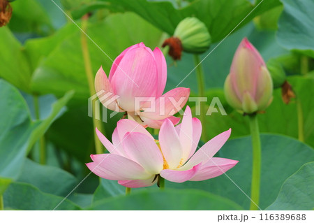 都立水元公園の「ハス池」ハスの花 六月下旬から七月いっぱい 東京都葛飾区 都立水元公園の「ハス池」ハスの花 六月下旬から七月いっぱい 東京都葛飾区 116389688