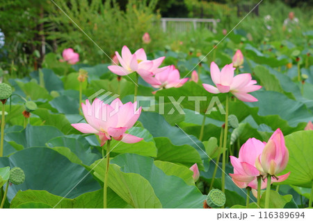 都立水元公園の「ハス池」ハスの花　六月下旬から七月いっぱい　東京都葛飾区 116389694