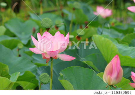 都立水元公園の「ハス池」ハスの花　六月下旬から七月いっぱい　東京都葛飾区 116389695