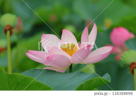 都立水元公園の「ハス池」ハスの花　六月下旬から七月いっぱい　東京都葛飾区 116389699