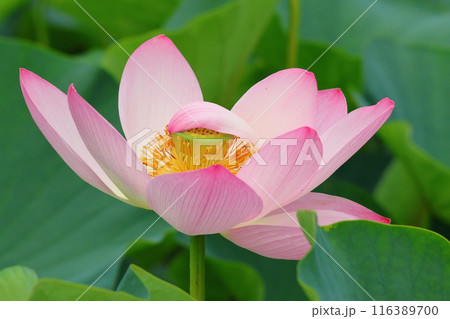 都立水元公園の「ハス池」ハスの花 六月下旬から七月いっぱい 東京都葛飾区 都立水元公園の「ハス池」ハスの花 六月下旬から七月いっぱい 東京都葛飾区 116389700