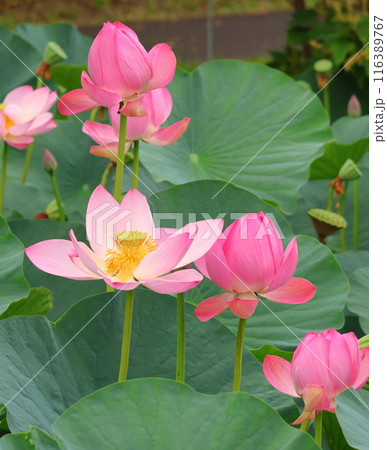 都立水元公園の「ハス池」ハスの花 六月下旬から七月いっぱい 東京都葛飾区 都立水元公園の「ハス池」ハスの花 六月下旬から七月いっぱい 東京都葛飾区 116389767