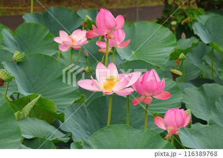 都立水元公園の「ハス池」ハスの花　六月下旬から七月いっぱい　東京都葛飾区 116389768