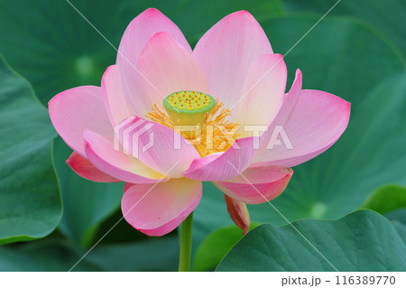 都立水元公園の「ハス池」ハスの花 六月下旬から七月いっぱい 東京都葛飾区 都立水元公園の「ハス池」ハスの花 六月下旬から七月いっぱい 東京都葛飾区 116389770