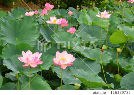 都立水元公園の「ハス池」ハスの花　六月下旬から七月いっぱい　東京都葛飾区 116389783