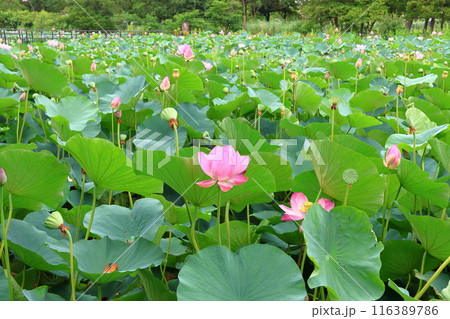 都立水元公園の「ハス池」ハスの花 六月下旬から七月いっぱい 東京都葛飾区 都立水元公園の「ハス池」ハスの花 六月下旬から七月いっぱい 東京都葛飾区 116389786
