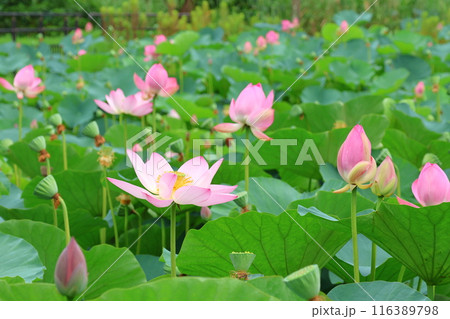 都立水元公園の「ハス池」ハスの花　六月下旬から七月いっぱい　東京都葛飾区 116389798