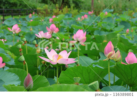都立水元公園の「ハス池」ハスの花　六月下旬から七月いっぱい　東京都葛飾区 116389801
