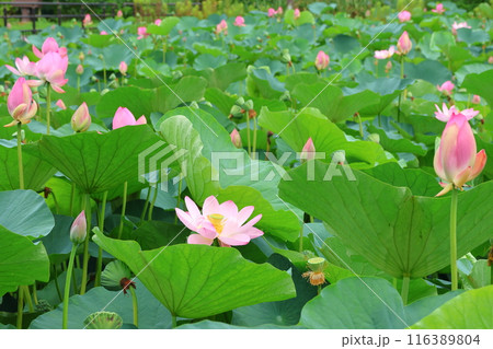都立水元公園の「ハス池」ハスの花　六月下旬から七月いっぱい　東京都葛飾区 116389804