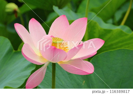 都立水元公園の「ハス池」ハスの花 六月下旬から七月いっぱい 東京都葛飾区 都立水元公園の「ハス池」ハスの花 六月下旬から七月いっぱい 東京都葛飾区 116389817