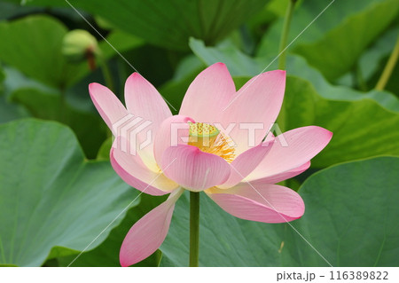 都立水元公園の「ハス池」ハスの花　六月下旬から七月いっぱい　東京都葛飾区 116389822