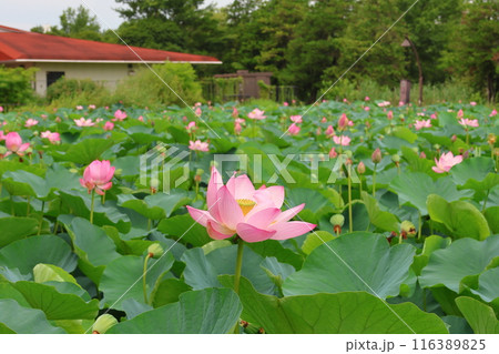 都立水元公園の「ハス池」ハスの花　六月下旬から七月いっぱい　東京都葛飾区 116389825