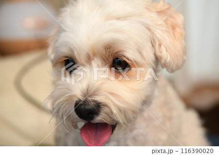 笑顔で見つめるかわいい小型犬マルプー 笑顔で見つめるかわいい小型犬マルプー 116390020