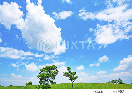 夏の青空と草原 夏の青空と草原 116390299
