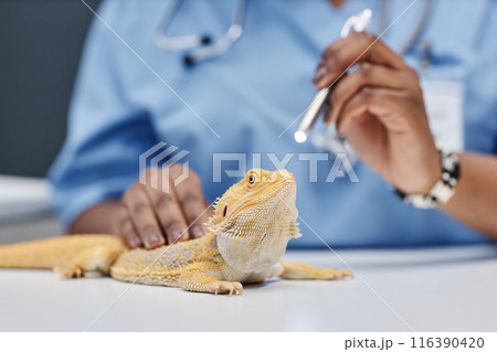 Yellow lizard lying on table and female vet expert of Black ethnicity examining bearded dragons eye using medical penlight to check reaction of pupils to light in clinic, focus on head, copy space 116390420