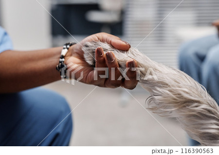 Cropped close up of silver schnauzer putting paw in hand of female African American veterinarian in vets office on blurred background, copy space 116390563