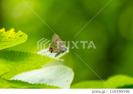 メスアカミドリシジミ メスアカミドリシジミ 116390596