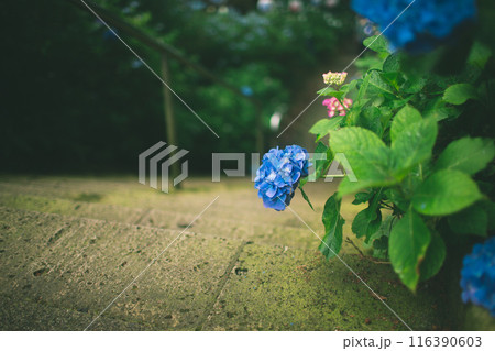しっとりとした雰囲気の紫陽花 しっとりとした雰囲気の紫陽花 116390603